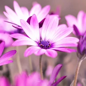 Maskal Daisy Oil
