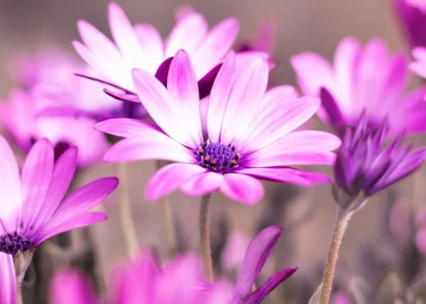 Maskal Daisy Oil